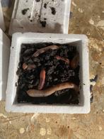 Tempex Bakje Dauwpieren (goed gevuld), Overige typen, Nieuw, S, H