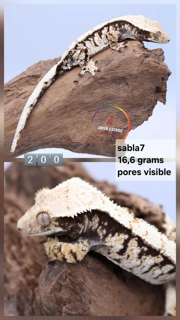 wimpergekko Correlophus ciliatus JOKERGECKOS Crested Gecko - unknown for sale from Tamara