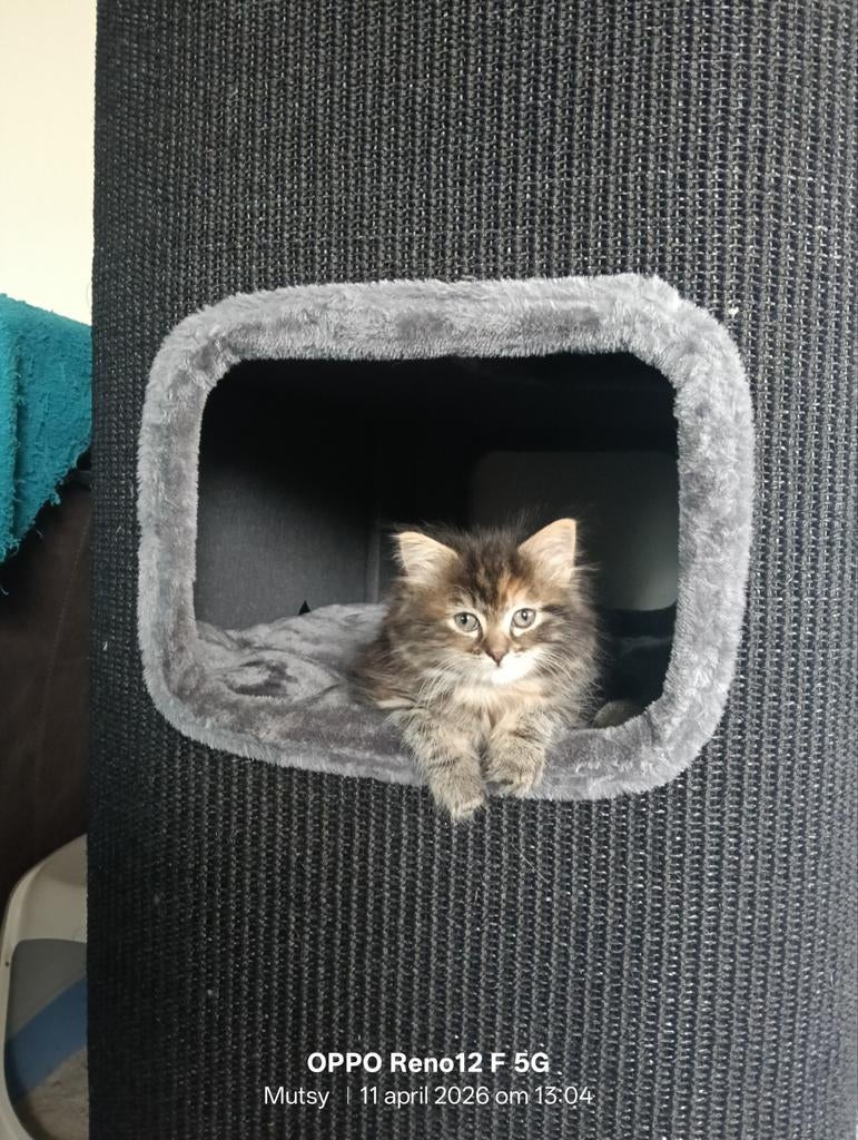 Maine Coon kittens   een Poesje beschikbaar, Dieren en Toebehoren, Katten en Kittens | Raskatten | Langhaar, Geslacht onbekend