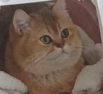 Dekkater, Dieren en Toebehoren, Katten en Kittens | Raskatten | Korthaar, Kater, Ontwormd