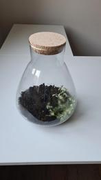 Glazen stolp voor planten, Ophalen, Halfschaduw, Minder dan 100 cm