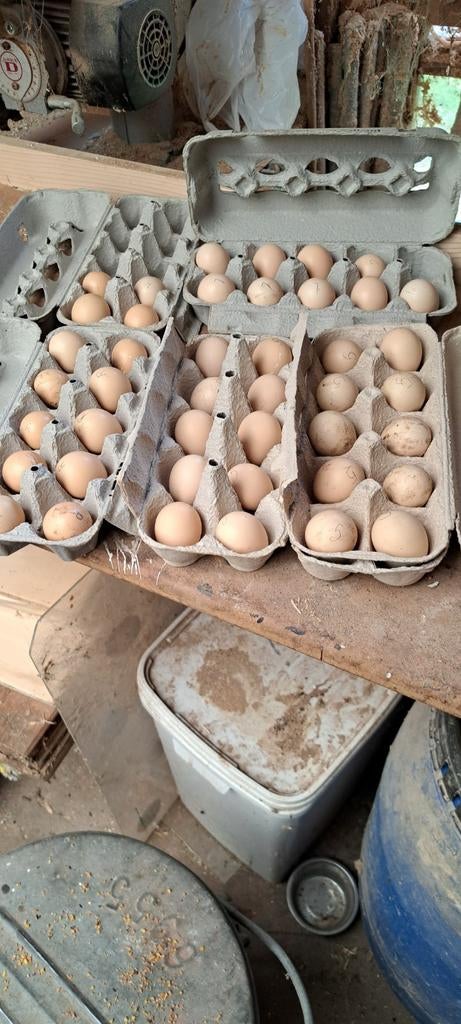 Fazanten broedeieren, Dieren en Toebehoren, Pluimvee, Geslacht onbekend, Kip