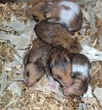 Kindvriendelyke Syrische hamster goudhamster van hobbyfokker, Dieren en Toebehoren, Hamster, April, Meerdere dieren, Tam