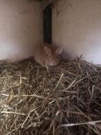 Midden kleinzilver konijnen, Meerdere dieren, Klein, 3 tot 5 jaar