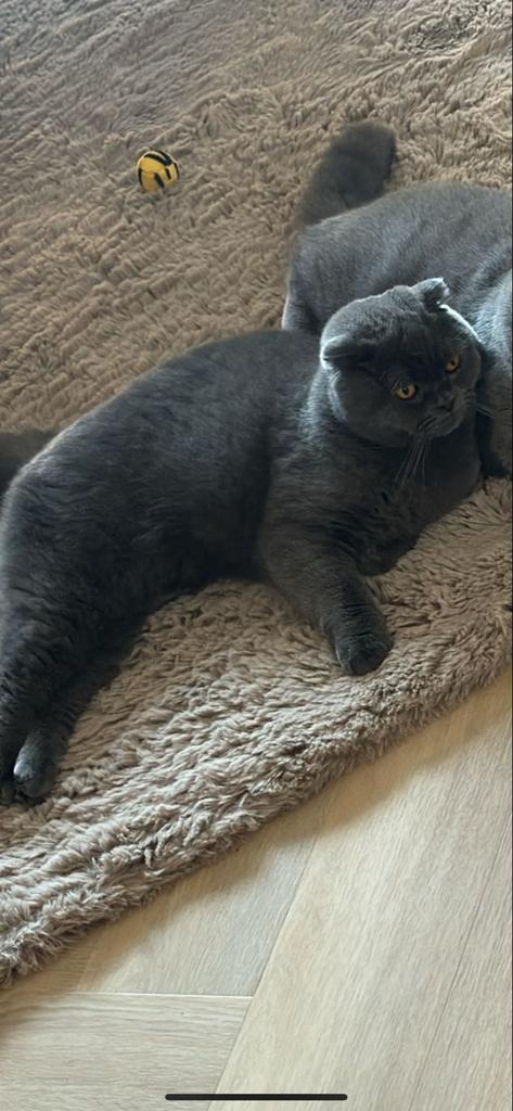 Bekijk voor meer informatie, Dieren en Toebehoren, Kater, Kortharig, 0 tot 2 jaar