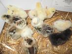 zijdehoen kuikens, Dieren en Toebehoren, Pluimvee, Geslacht onbekend, Kip