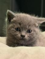Mooie en lieve Britse Korthaar kitten (Blue), Dieren en Toebehoren, Poes, Ingeënt, 0 tot 2 jaar