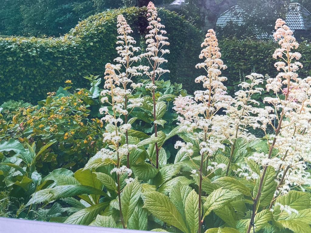 Rodgersia aesculifolia - Kastanjebladige Rodgersia, Tuin en Terras, Overige soorten, Vaste plant, Ophalen of Verzenden, Halfschaduw