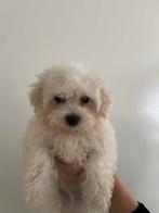 Maltipoo – 12 weken oud, Poedel, Parvo, 8 tot 15 weken, Teef