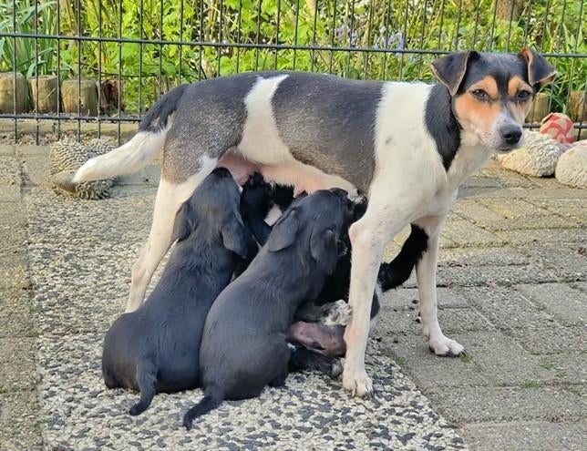 Super leuke pups beschikbaar, Parvo, 8 tot 15 weken, Meerdere, Meerdere dieren