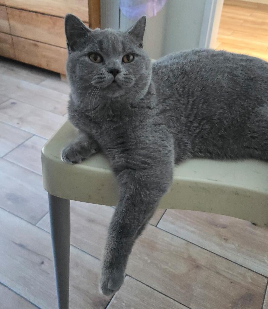 Super leuke Britse korthaar kitten, Dieren en Toebehoren, Katten en Kittens | Raskatten | Korthaar, Kater, Gechipt, 0 tot 2 jaar