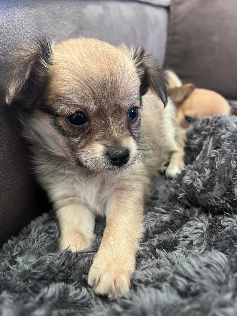 Chihuahua hondjes voor 5 sterren huisje, 8 tot 15 weken, Parvo, Meerdere, Meerdere dieren