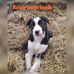 Lieve border collie pups mogen nest verlaten., Dieren en Toebehoren, Honden | Herdershonden en Veedrijvers, 8 tot 15 weken, Collie