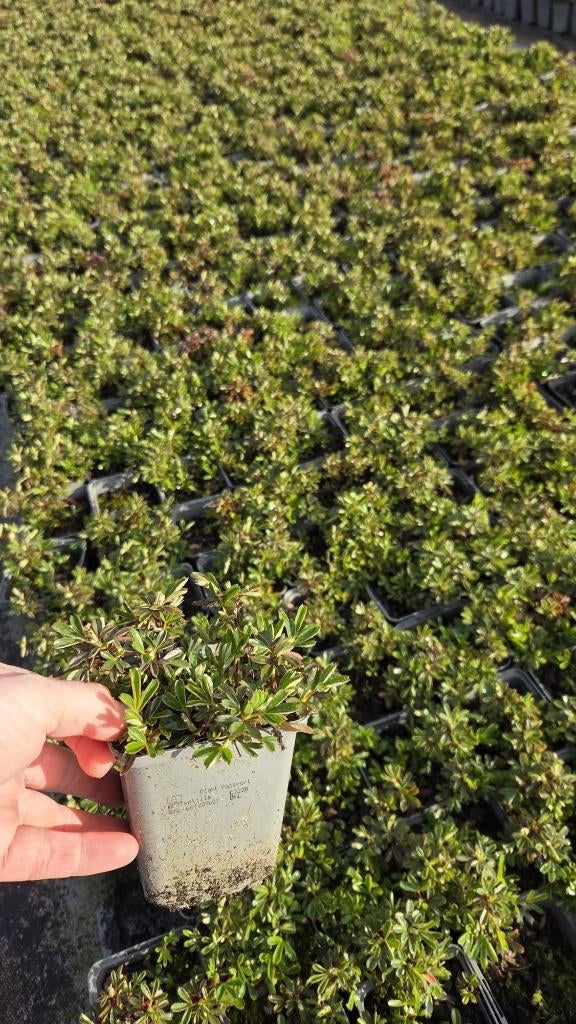 Potentilla Nuuk - Ganzerik - winterhard, Bodembedekkers, Volle zon, Vaste plant, Ophalen of Verzenden