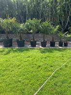 Trachy fortunei en  wagnerianus palmboom palmbomen palm, Tuin en Terras, Planten | Bomen, 100 tot 250 cm, Zomer, Palmboom, Ophalen