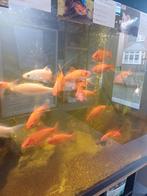 Goudvissen uitzoeken, Goudvis(sen)