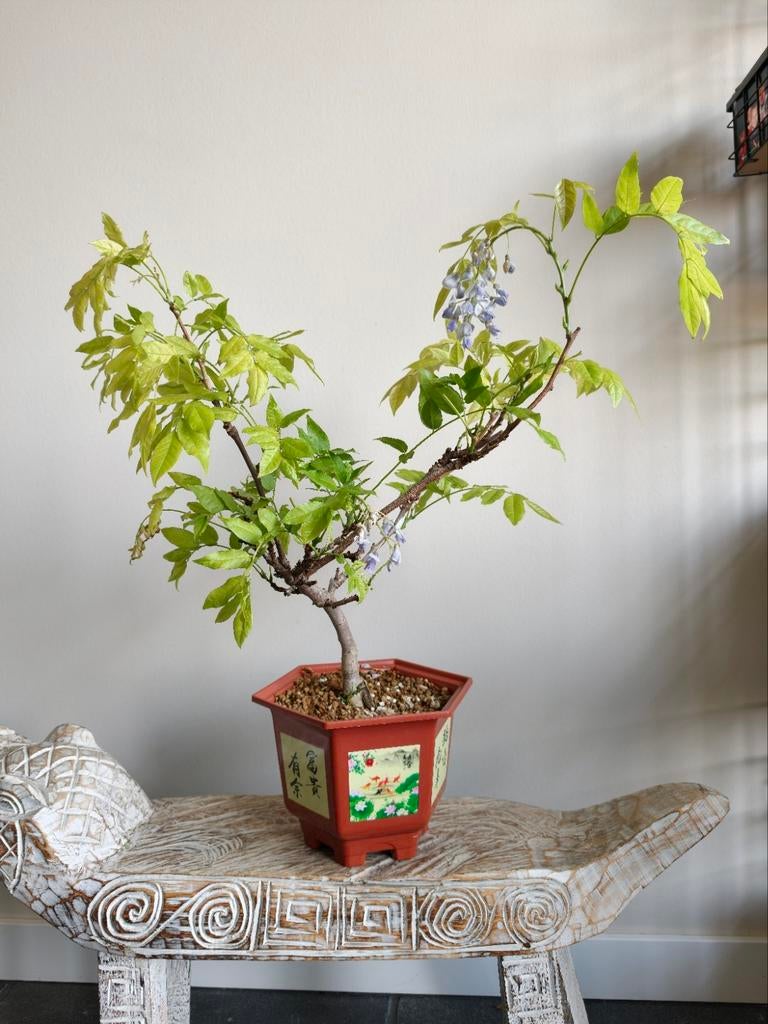 Wisteria Floriba Purple Bonsai, Bloeit niet, Halfschaduw, Minder dan 100 cm, Overige soorten