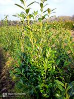 Opruiming laurier Prunus caucasica 100-125 en 125-150cm haag, Ophalen of Verzenden, Laurier, Struik, 100 tot 250 cm
