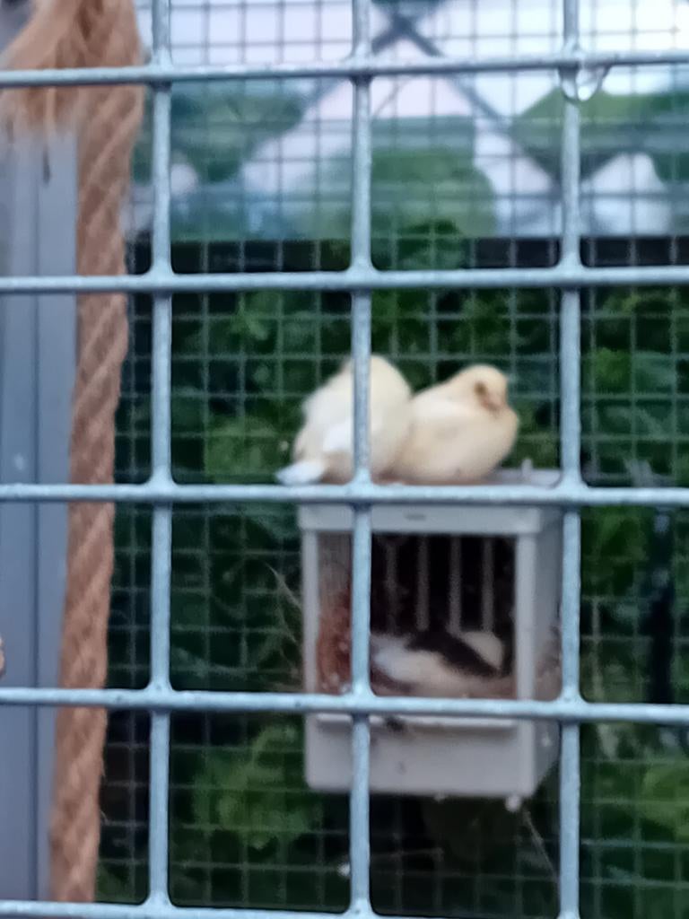 Kanaries, Dieren en Toebehoren, Meerdere dieren, Kleurkanarie