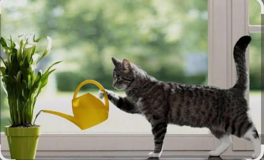 Aangeboden betrouwbare oppas op uw huis en huisdier, Komt aan huis, Oppas