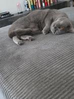 Ik verkoop mijn katten., Dieren en Toebehoren, Meerdere dieren, 0 tot 2 jaar