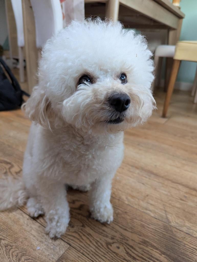 Toy Poedel reu beschikbaar als dekreu – volledig getest, Dieren en Toebehoren, Honden | Dekreuen, Reu, Eén hond, 3 tot 5 jaar
