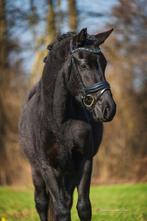 Braver bestaat niet! Mega knappe pony te koop, Dieren en Toebehoren, Merrie, E pony (1.48m - 1.57m), Dressuurpony, Met stamboom