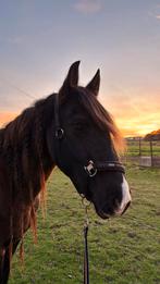 Gezocht trainer/instructrice, Dieren en Toebehoren