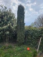 Hoge, smalle conifeer/ taxus ongeveer 5 meter, Volle zon, Vaste plant, Bloeit niet, Ophalen