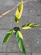 Epipremnum Gigantheum Aurea p17, Ophalen of Verzenden, Halfschaduw, Minder dan 100 cm