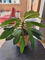 Zaden Madagascar jewel