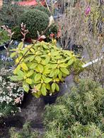 Rhodos flinke planten div  kleuren vol in knop 15,-pst, Vaste plant, Halfschaduw, Zomer, Ophalen