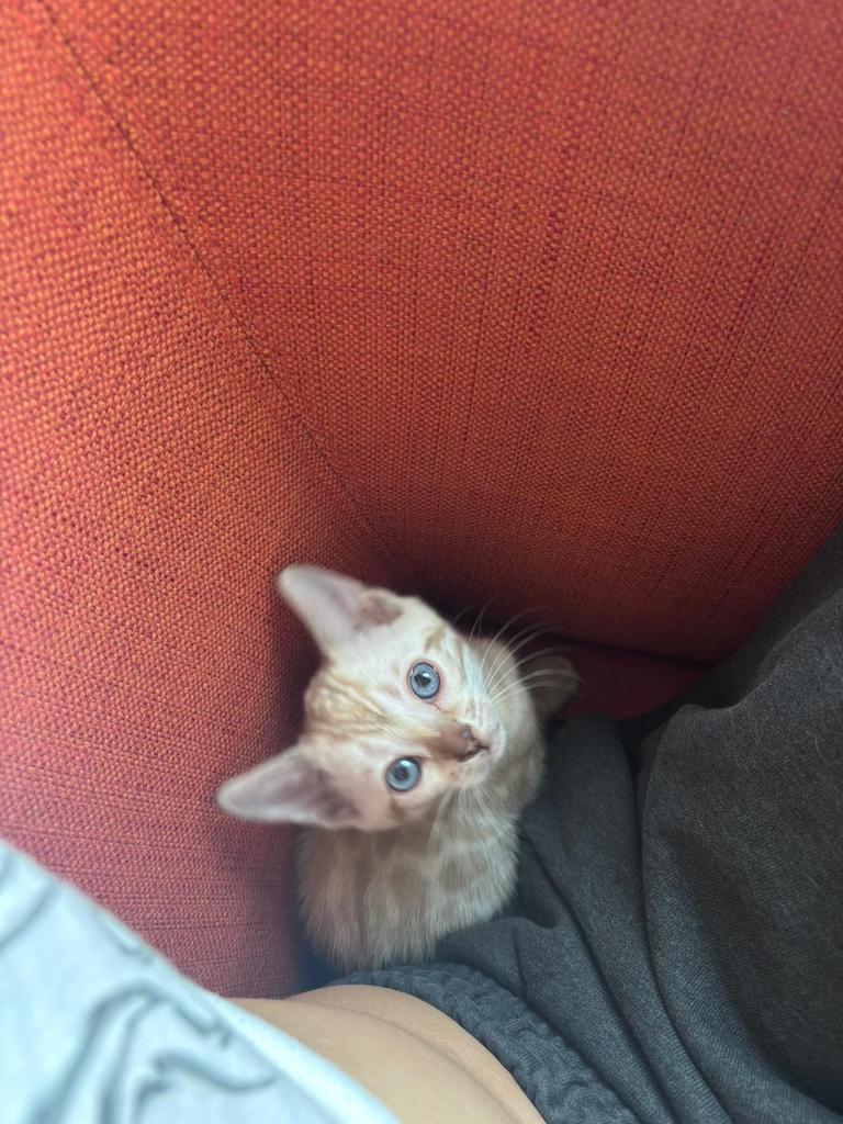 Sneeuw Bengaalse kittens te koop, Dieren en Toebehoren, Katten en Kittens | Overige Katten