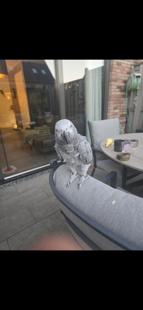 Coco grijze roodstaart papagaai, Dieren en Toebehoren, Vogels | Parkieten en Papegaaien, Vrouwelijk, Papegaai, Pratend