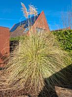 2 grassen, zelf eruit steken, Ophalen, Volle zon, Overige soorten