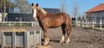 Knappe toekomstige rij- / menpony, Dieren en Toebehoren, Pony's, Hengst, E pony (1.48m - 1.57m), Gechipt, 0 tot 2 jaar