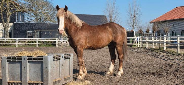 Knappe toekomstige rij- / menpony, Dieren en Toebehoren, Pony's, Hengst, E pony (1.48m - 1.57m), 0 tot 2 jaar, Gechipt, Ontwormd