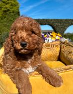 Labradoodle mini pups, Dieren en Toebehoren, Honden | Retrievers, Spaniëls en Waterhonden, Nederland, Overige rassen, 8 tot 15 weken