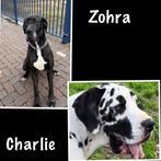 Zohra mijn lieve Duitse Dog (genetisch getest) krijgt pups, Dieren en Toebehoren, Honden | Niet-rashonden, 8 tot 15 weken, Meerdere