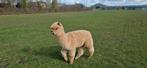 Alpaca's, Dieren en Toebehoren, Juni, Vrouwelijk