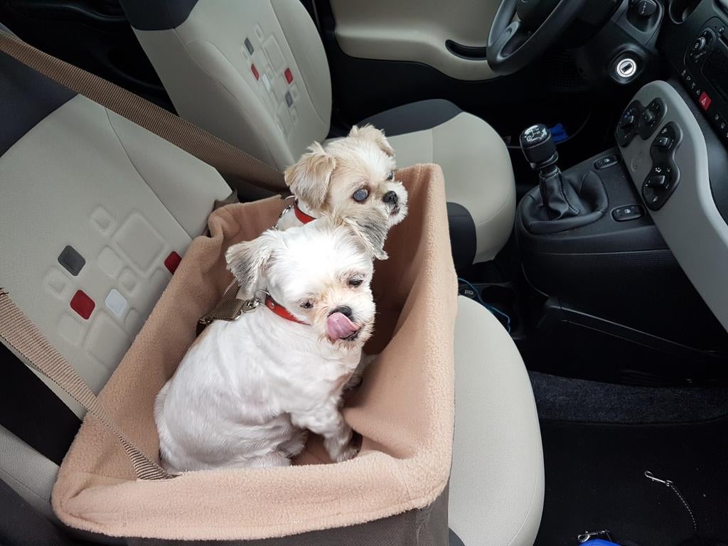 Honden auto stoel, Dieren en Toebehoren, Honden-accessoires, Ophalen of Verzenden, Zo goed als nieuw