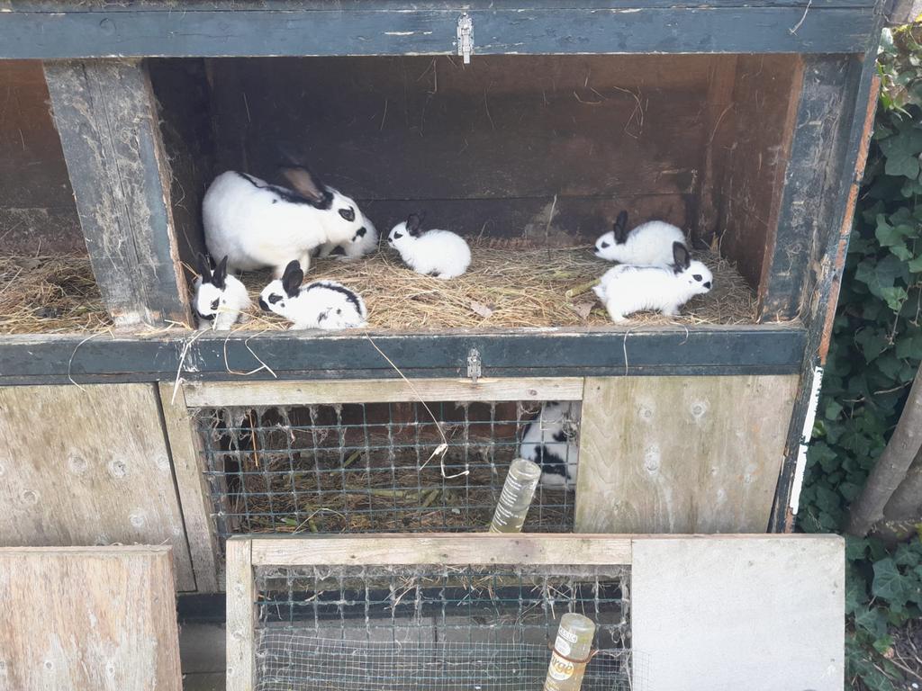 Jonge lotharingers., Meerdere dieren, Middelgroot, 0 tot 2 jaar