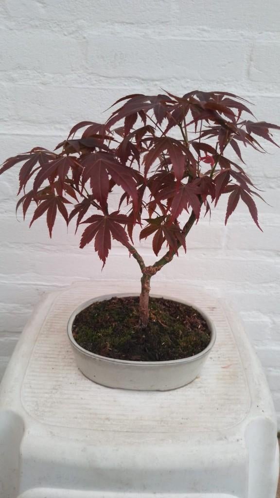 Bonsai Acer Palmatun Atropurpureum, Bloeit niet, Halfschaduw, Overige soorten, Minder dan 100 cm