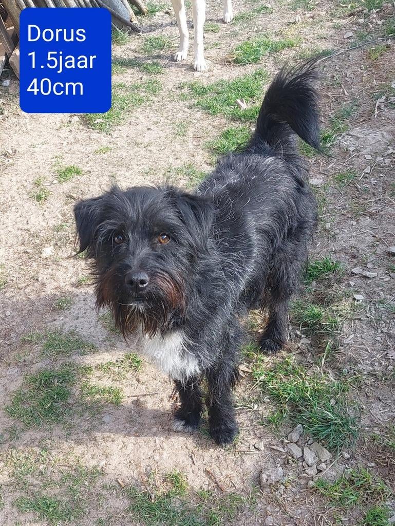 Dorus is ter adoptie!, Dieren en Toebehoren, 1 tot 2 jaar, Buitenland, Parvo, Eén hond