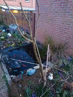 DruivenPlant Japan's ras, Tuin en Terras, Planten | Fruitbomen, Ophalen, Lente, Overige soorten, Volle zon