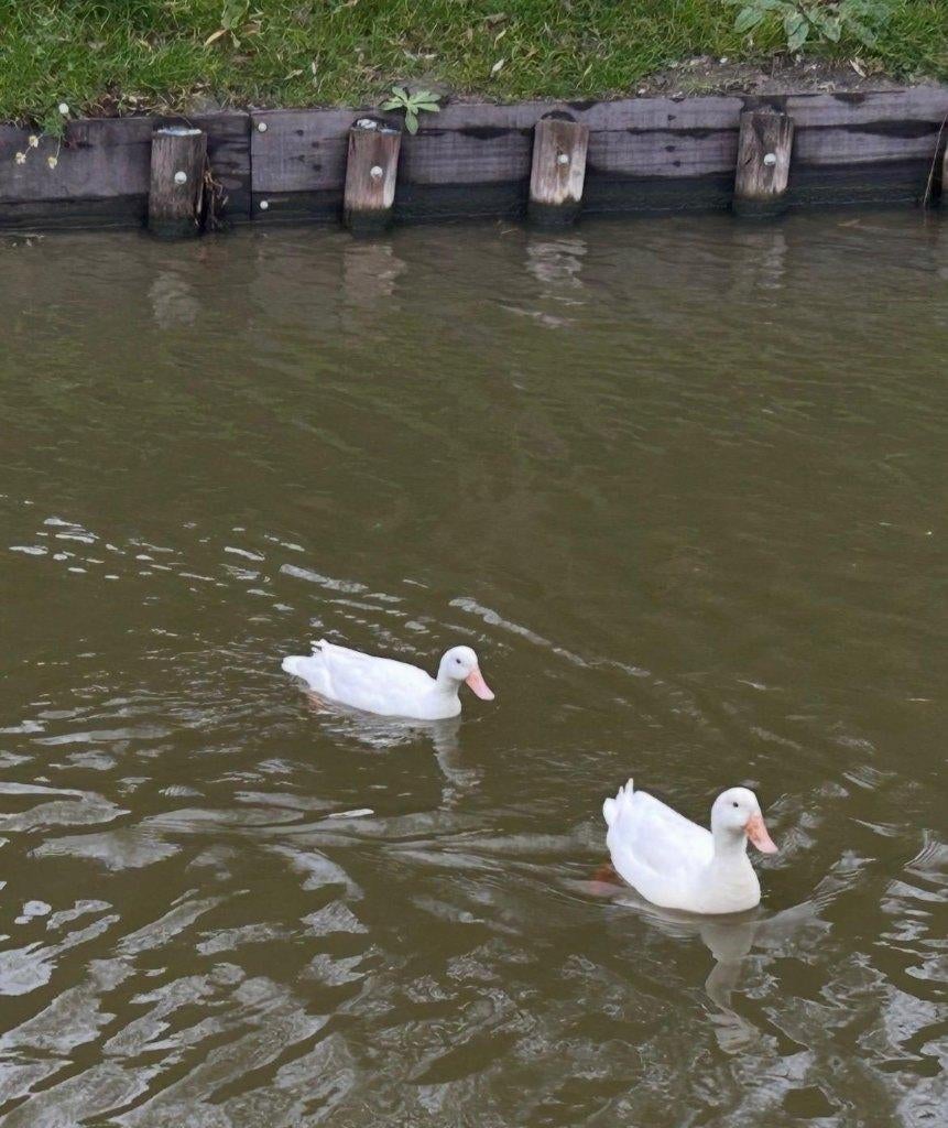 Op zoek naar vrouwtjes loopeend, Vrouwelijk, Eend