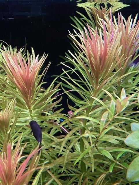 Limnophila Aromatica, Ophalen of Verzenden, Nieuw, Plant(en), Steen of Hout