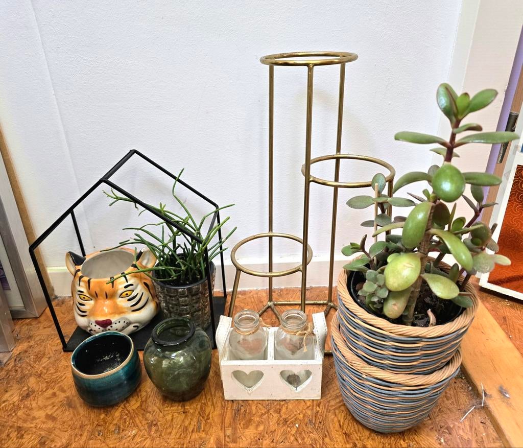 Planten met plantenstandaard, potjes, etc, Ophalen, Halfschaduw, Minder dan 100 cm