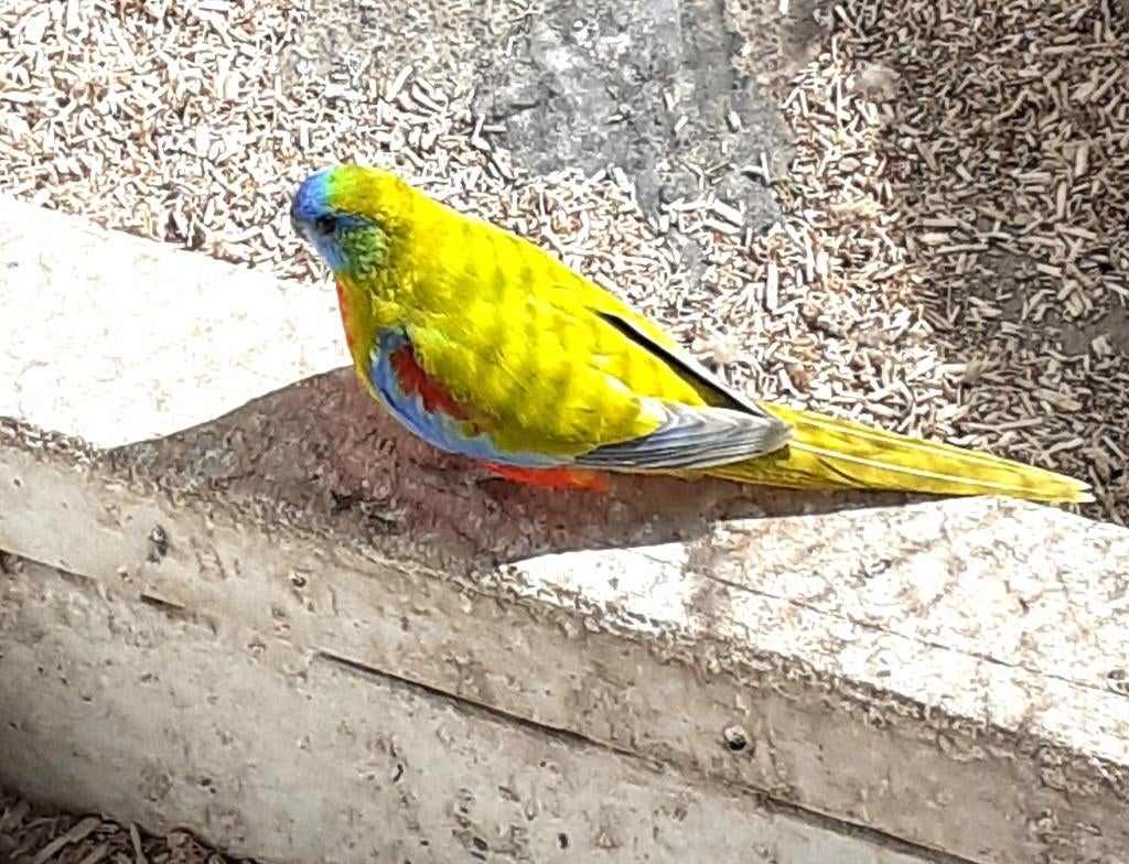 Turquoisine parkiet man 2025, Dieren en Toebehoren, Vogels | Parkieten en Papegaaien, Mannelijk, Parkiet, Geringd