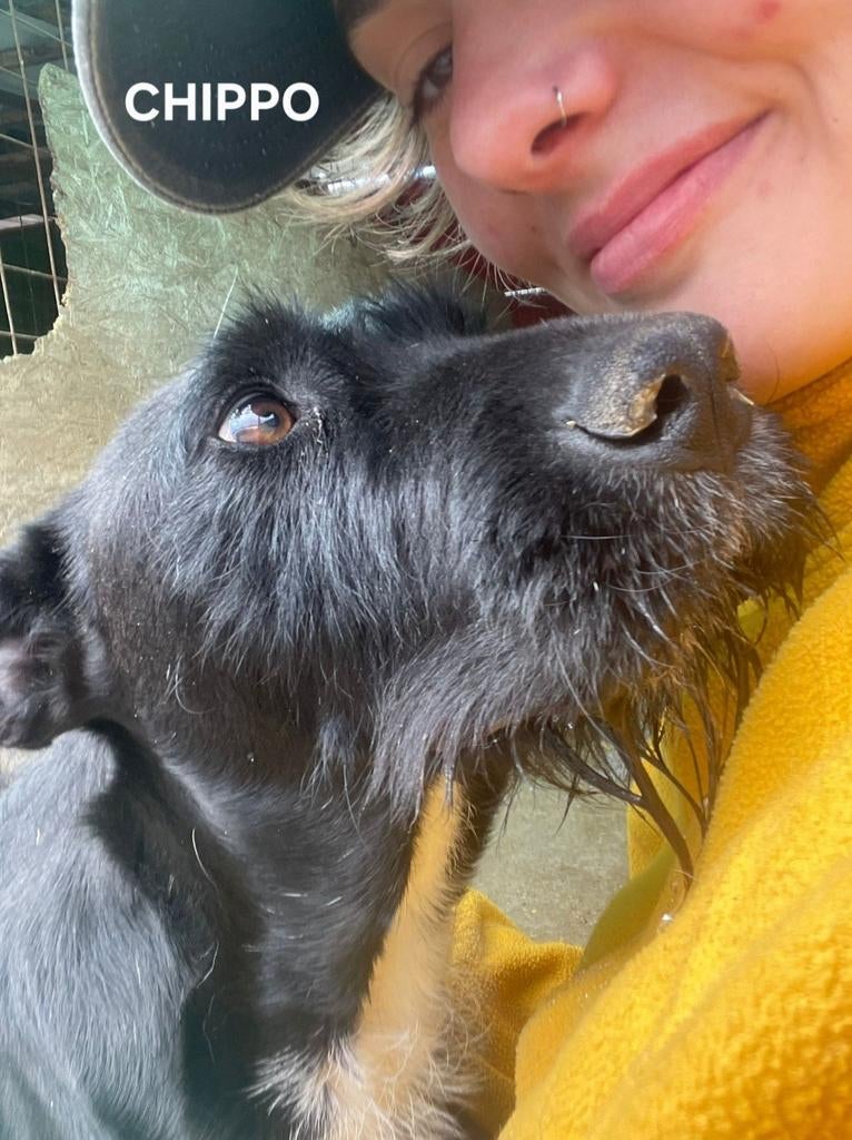 Chippo zoekt baasje, Dieren en Toebehoren, Particulier, Reu, 1 tot 2 jaar, Buitenland